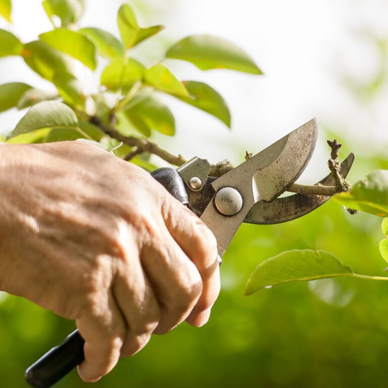 tree pruning