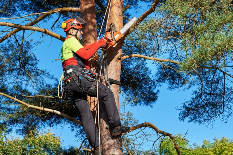 tree pruning Sydney