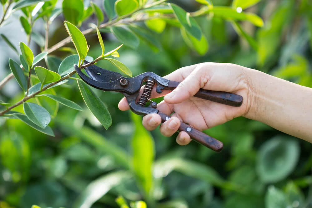 tree pruning