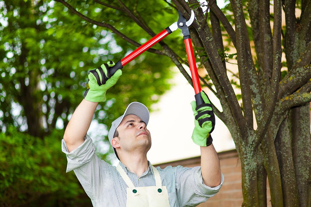 tree pruning