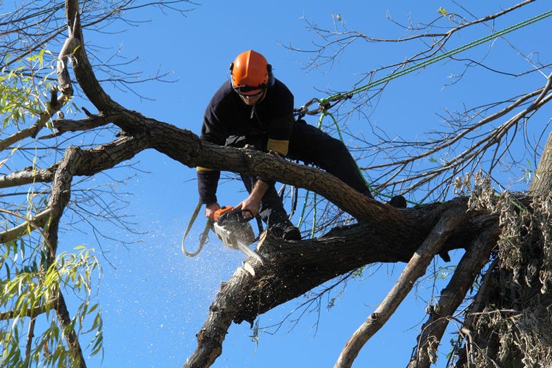 Council Tree Removal Rules in Sydney Explained