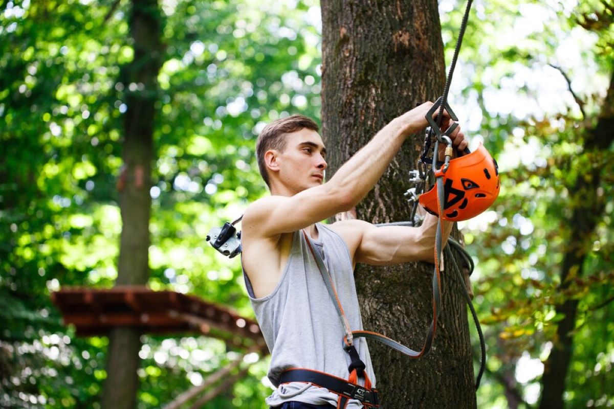 Tree Pruning Services in Sydney: What You Should Know