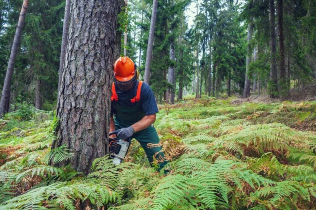 Council Tree Removal